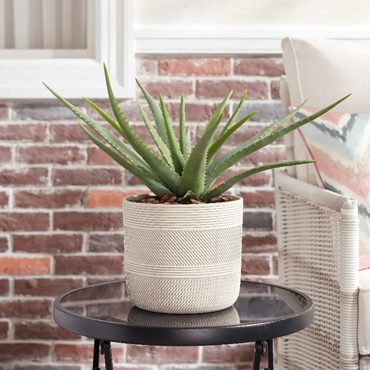 Elegant Round Ceramic Plant Planter For Indoor Display